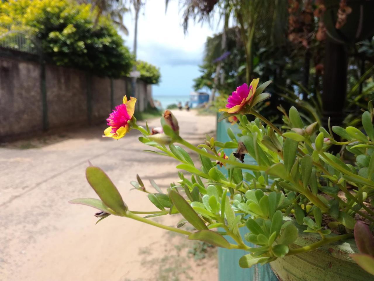 Julie Guest House Tangalle Exterior photo